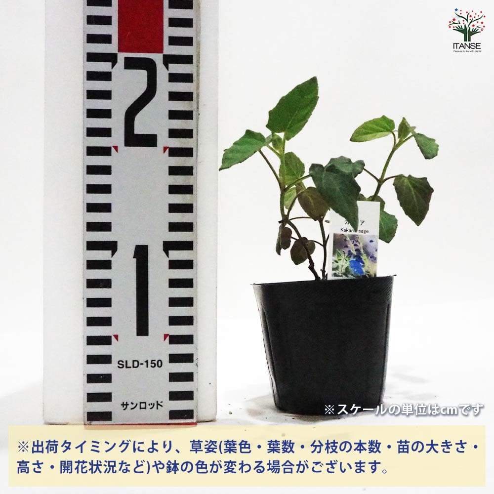 セージ カカリア 【ハーブの苗 9cmポット】