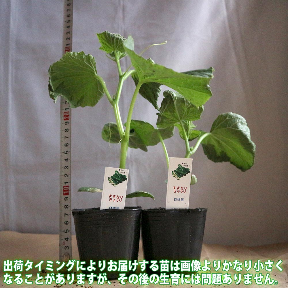 栽培セット すずなりキュウリ【野菜の苗 9～10.5cm／お買い得2個セット】
