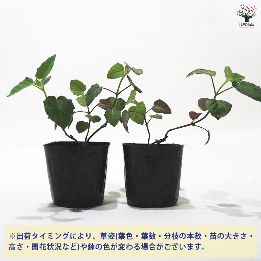 セージ カカリア 【ハーブの苗 9cmポット】