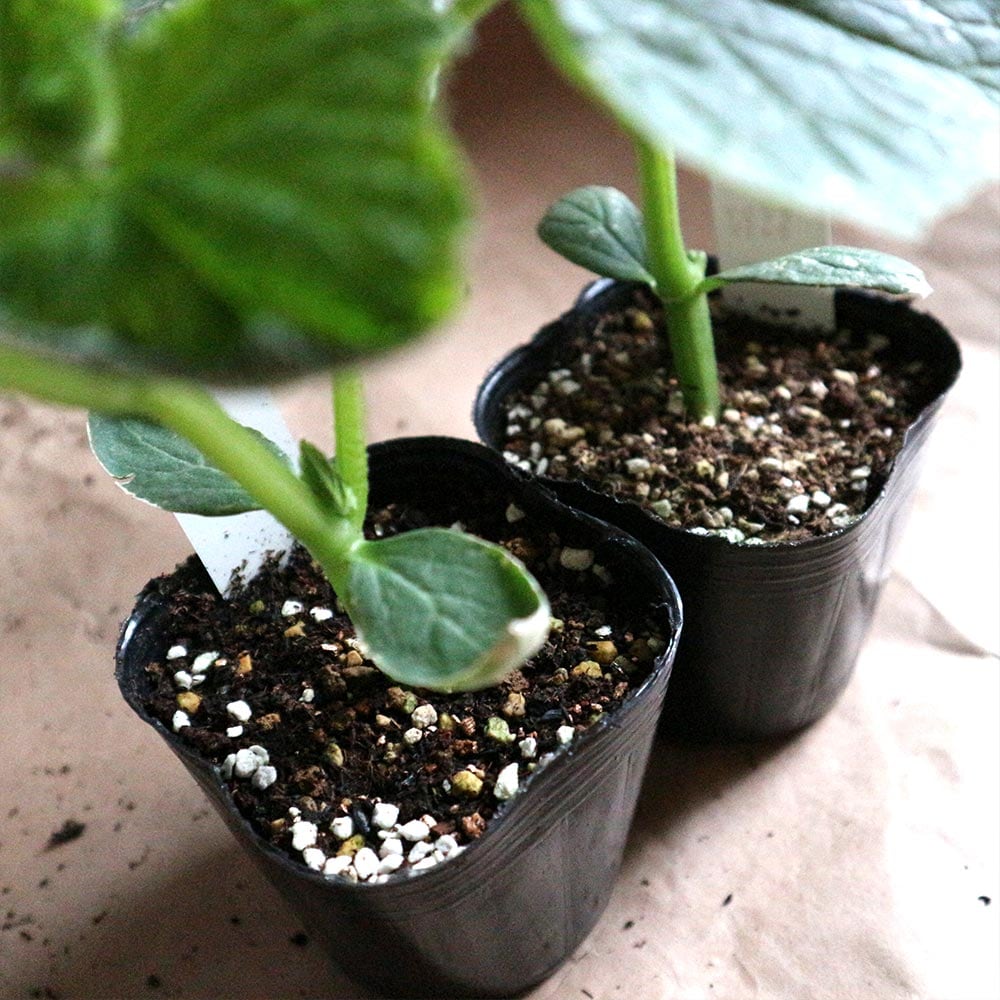 栽培セット すずなりキュウリ【野菜の苗 9～10.5cm／お買い得2個セット】