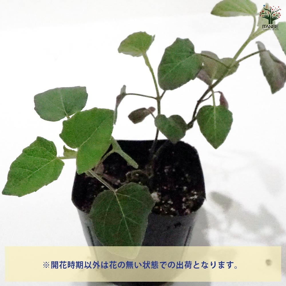 セージ カカリア 【ハーブの苗 9cmポット】