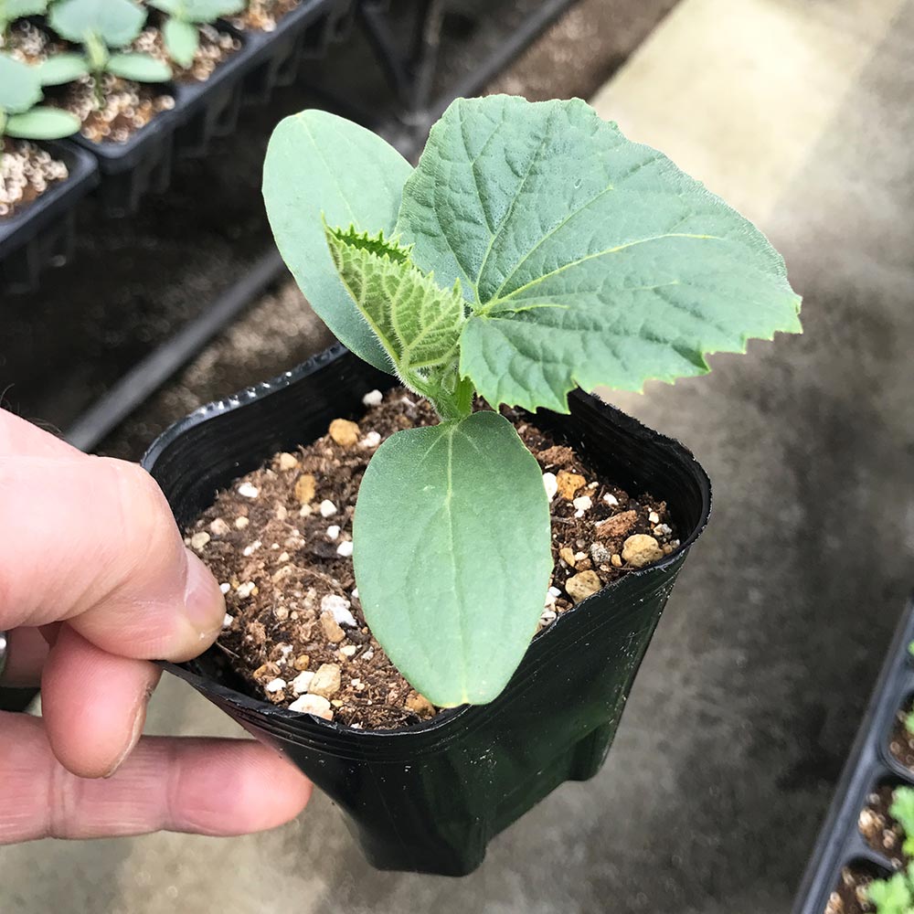 栽培セット すずなりキュウリ【野菜の苗 9～10.5cm／お買い得2個セット】