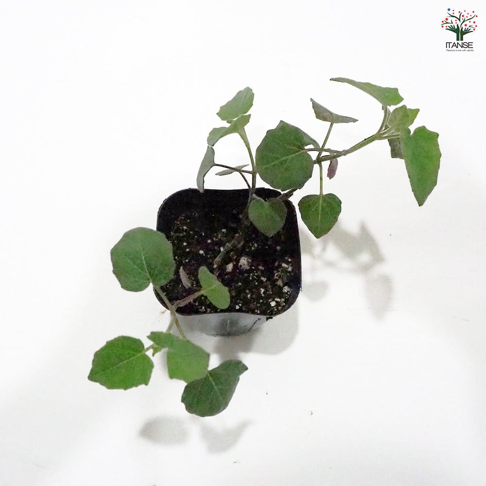 セージ カカリア 【ハーブの苗 9cmポット】