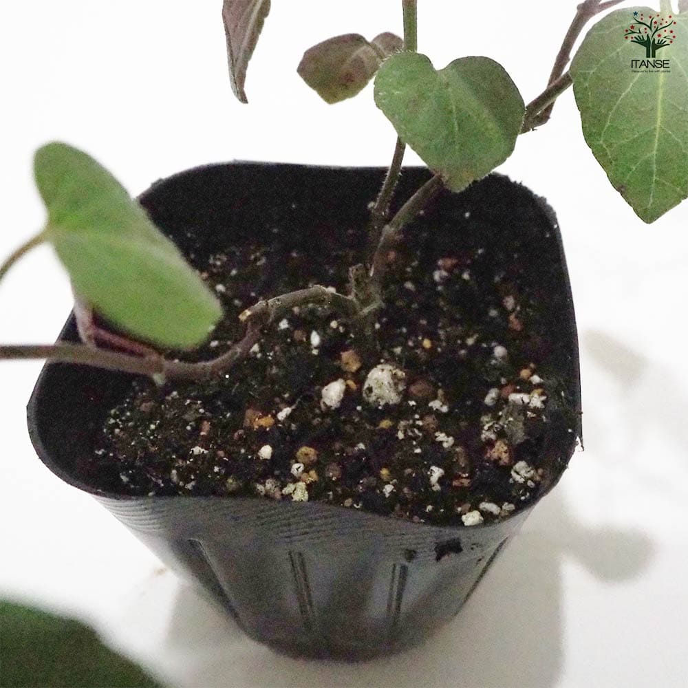 セージ カカリア 【ハーブの苗 9cmポット】