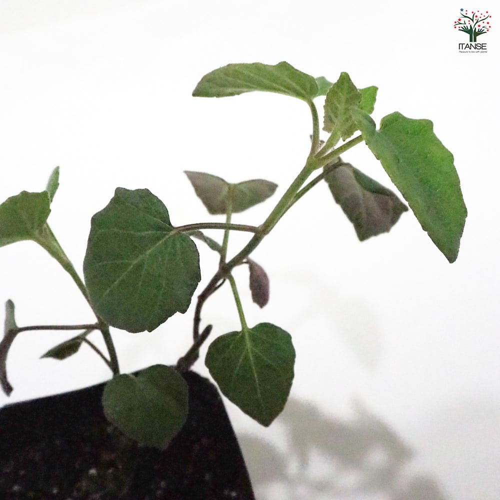 セージ カカリア 【ハーブの苗 9cmポット】