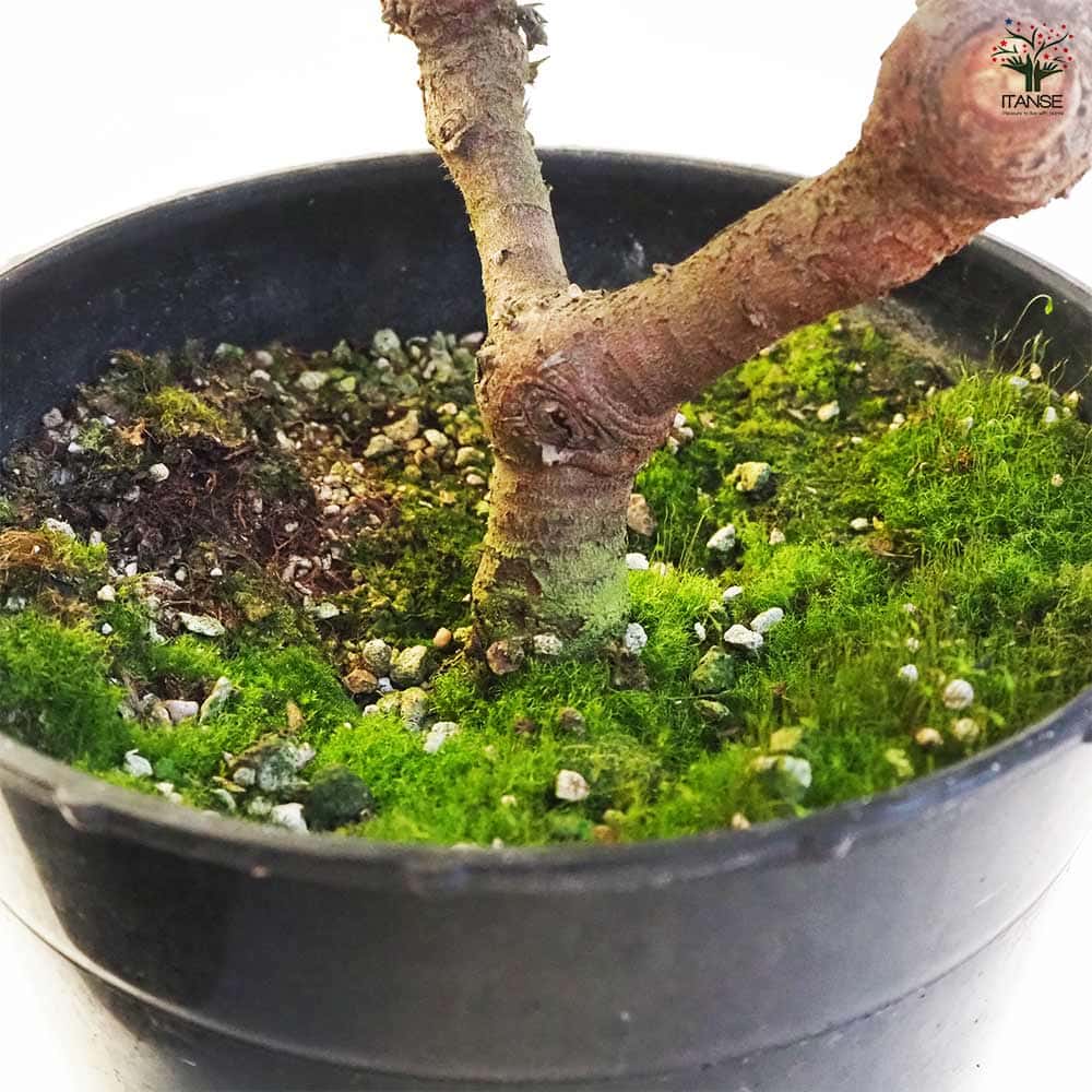 リューコスペルマム カリプソレッド 【花木苗 7号鉢／1個売り