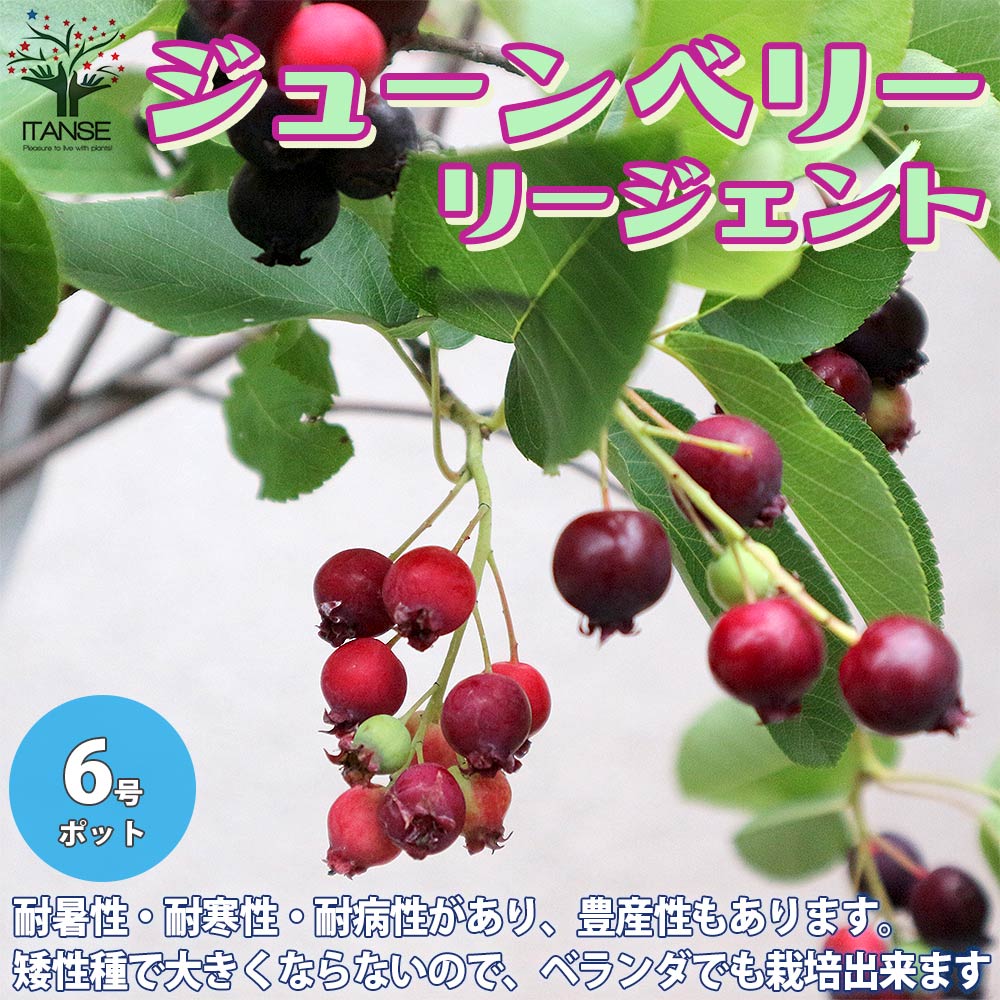 ジューンベリー　特大株　果樹苗木　果実苗木　ベリー苗　果樹苗　果実苗　4 ジューンベリーの苗木 - 果樹苗・大苗・苗木販売の隅田農園@京都亀岡