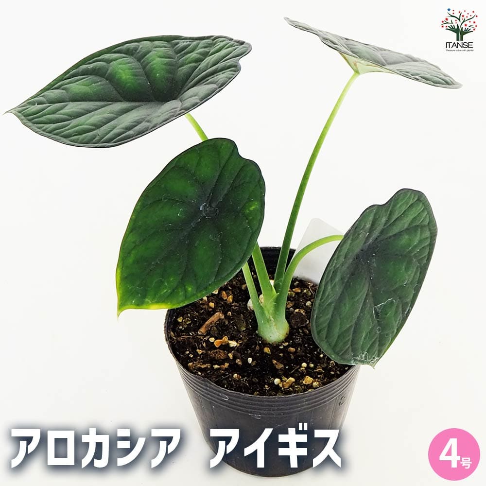 観葉植物 アロカシア アイギス 【観葉植物 4号】