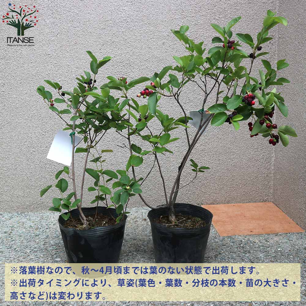 ジューンベリーの苗木 リージェント(矮性品種) 成木でも150cm程と