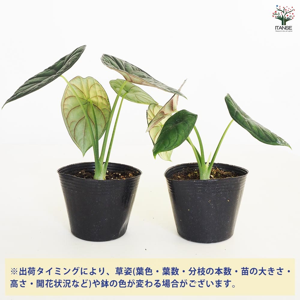 観葉植物 アロカシア アイギス 【観葉植物 4号】