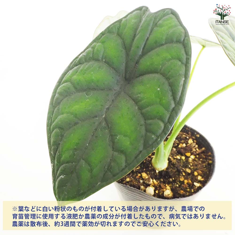 観葉植物 アロカシア アイギス 【観葉植物 4号】
