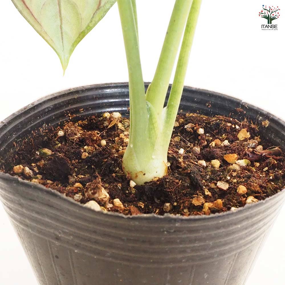 観葉植物 アロカシア アイギス 【観葉植物 4号】｜ 【植物の