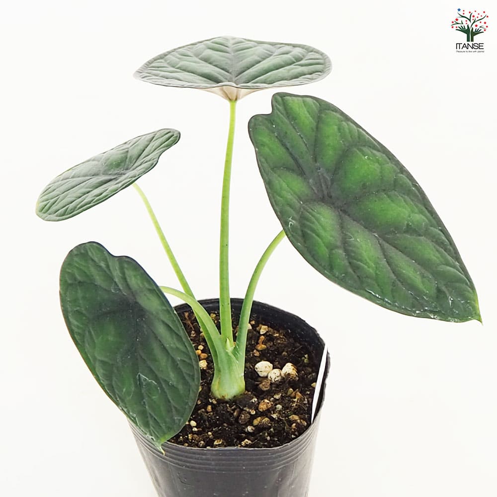 観葉植物 アロカシア アイギス 【観葉植物 4号】