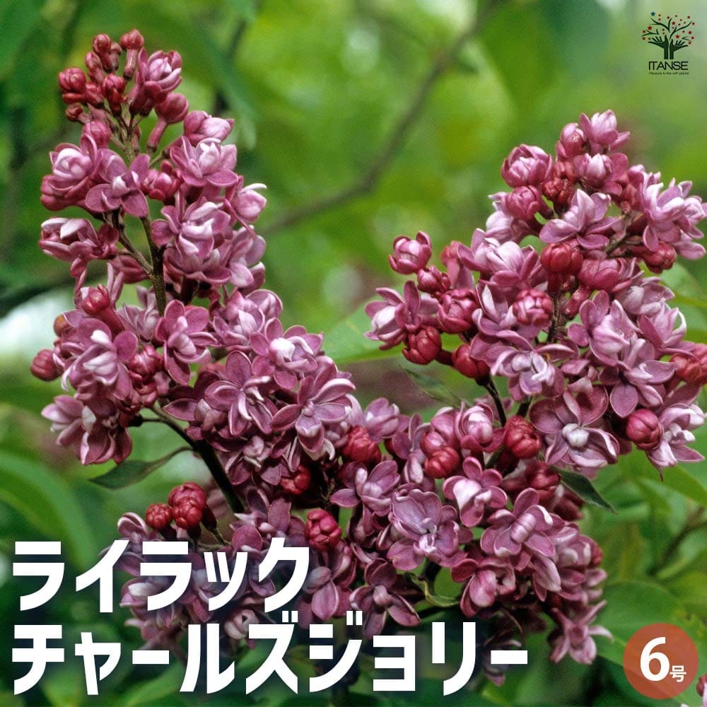 ライラック苗 確認用 【公式通販】