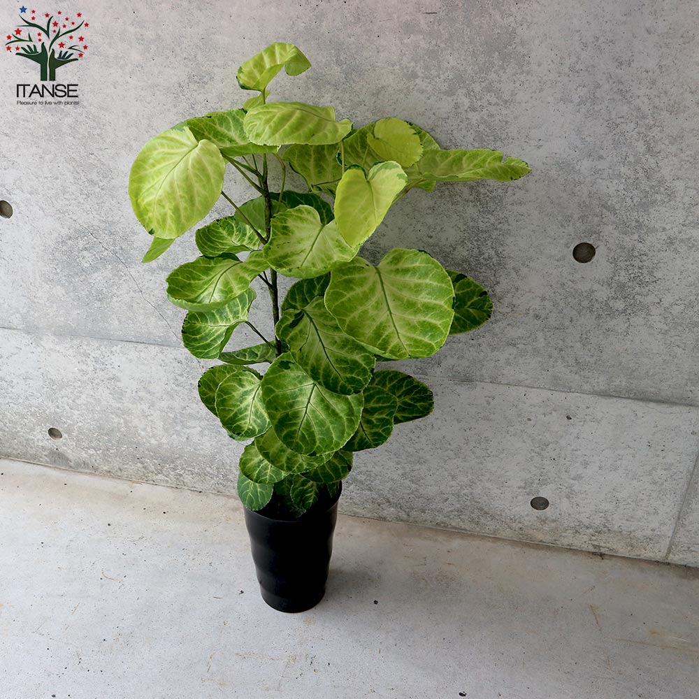 ポリシャス スーパームーン リビングやオフィス向きサイズ【観葉植物 6