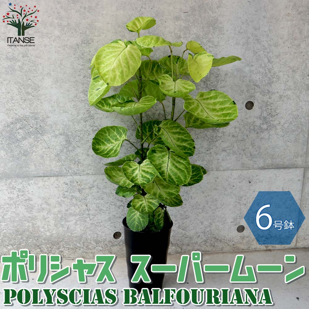 ポリシャス スーパームーン リビングやオフィス向きサイズ【観葉植物 6