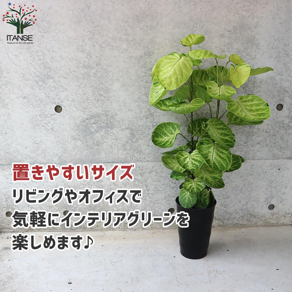 ポリシャス スーパームーン リビングやオフィス向きサイズ【観葉植物 6