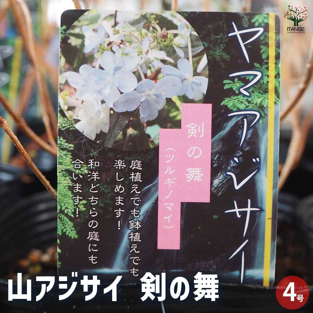 山アジサイ 剣の舞 【花木苗 4号】｜ 【植物のITANSE】全品送料