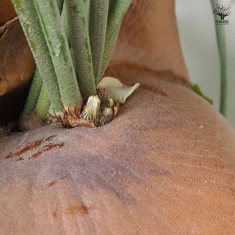 ビカクシダ(コウモリラン) ネザーランド 吊り 【観葉植物 7号/1個売り】