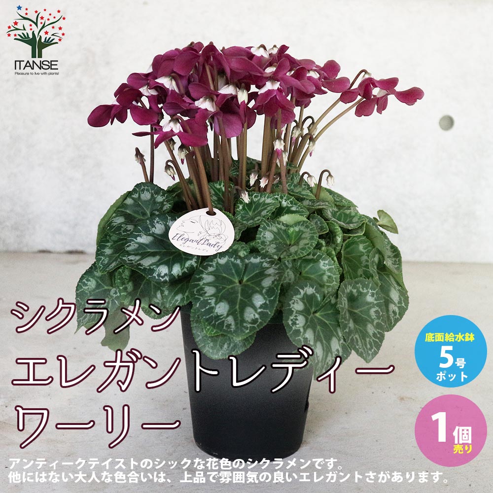 シャディ シクラメン カタログギフト アズユーライク 22，900円コース