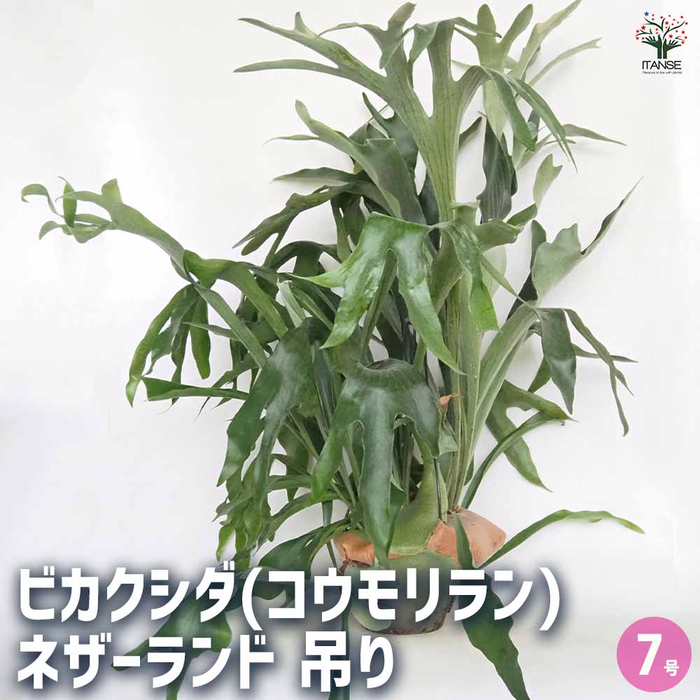 一番人気物 大株】ビカクシダ ネザーランド ビカクシダ - ビカクシダ
