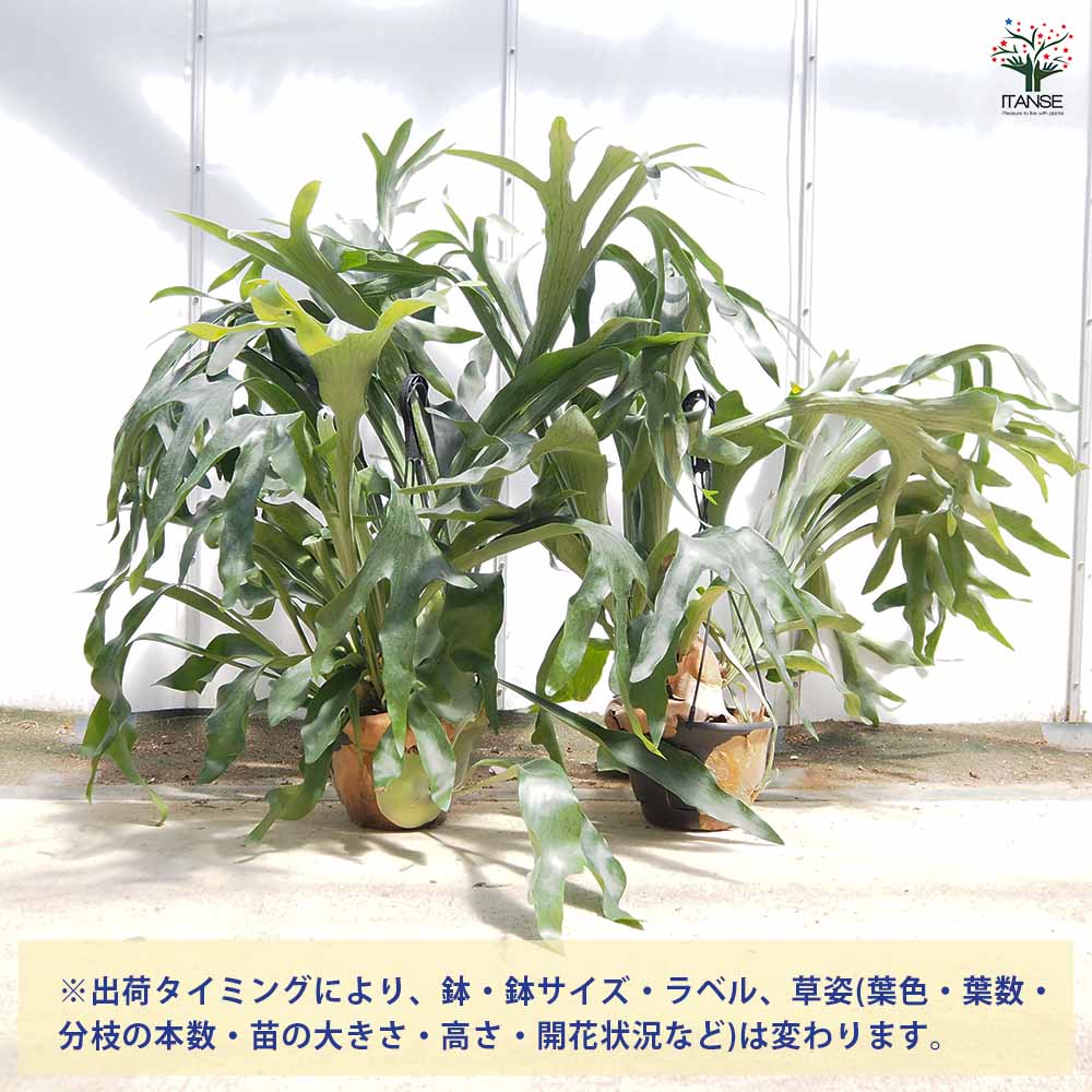 ビカクシダ(コウモリラン) ネザーランド 吊り 【観葉植物 7号／1