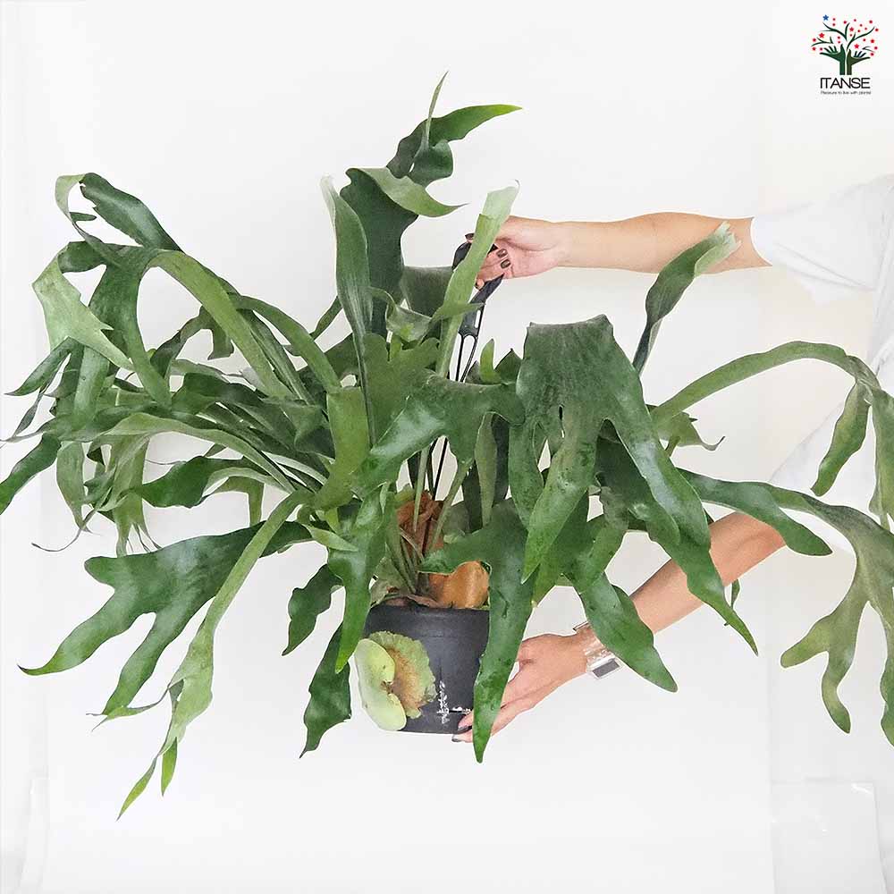 ビカクシダ(コウモリラン) ネザーランド 吊り 【観葉植物 7号/1個売り】