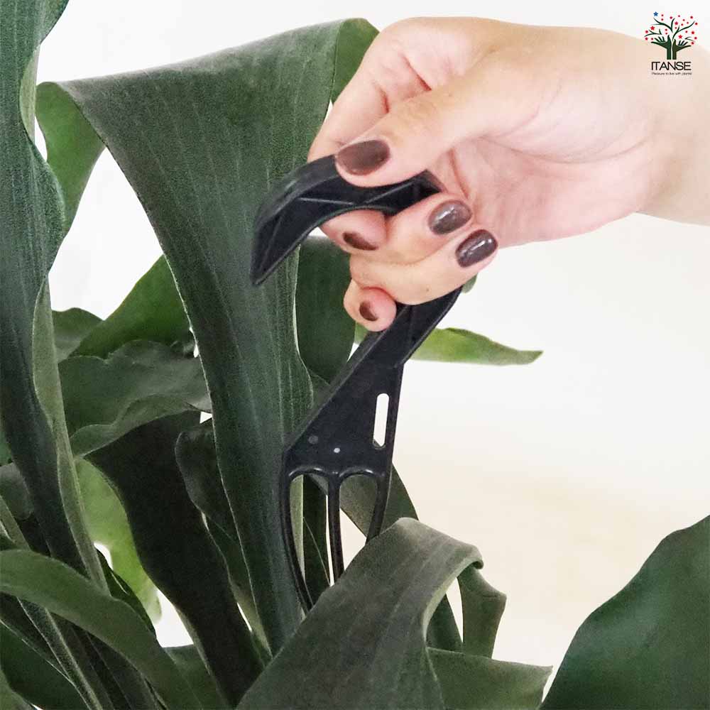 ビカクシダ(コウモリラン) ネザーランド 吊り 【観葉植物 7号/1個売り】