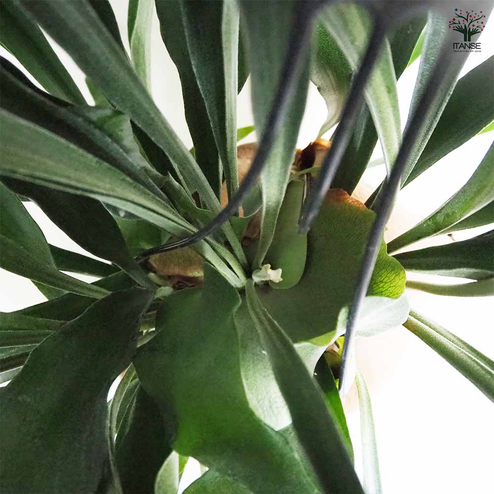 ビカクシダ(コウモリラン) ネザーランド 吊り 【観葉植物 7号/1個売り】