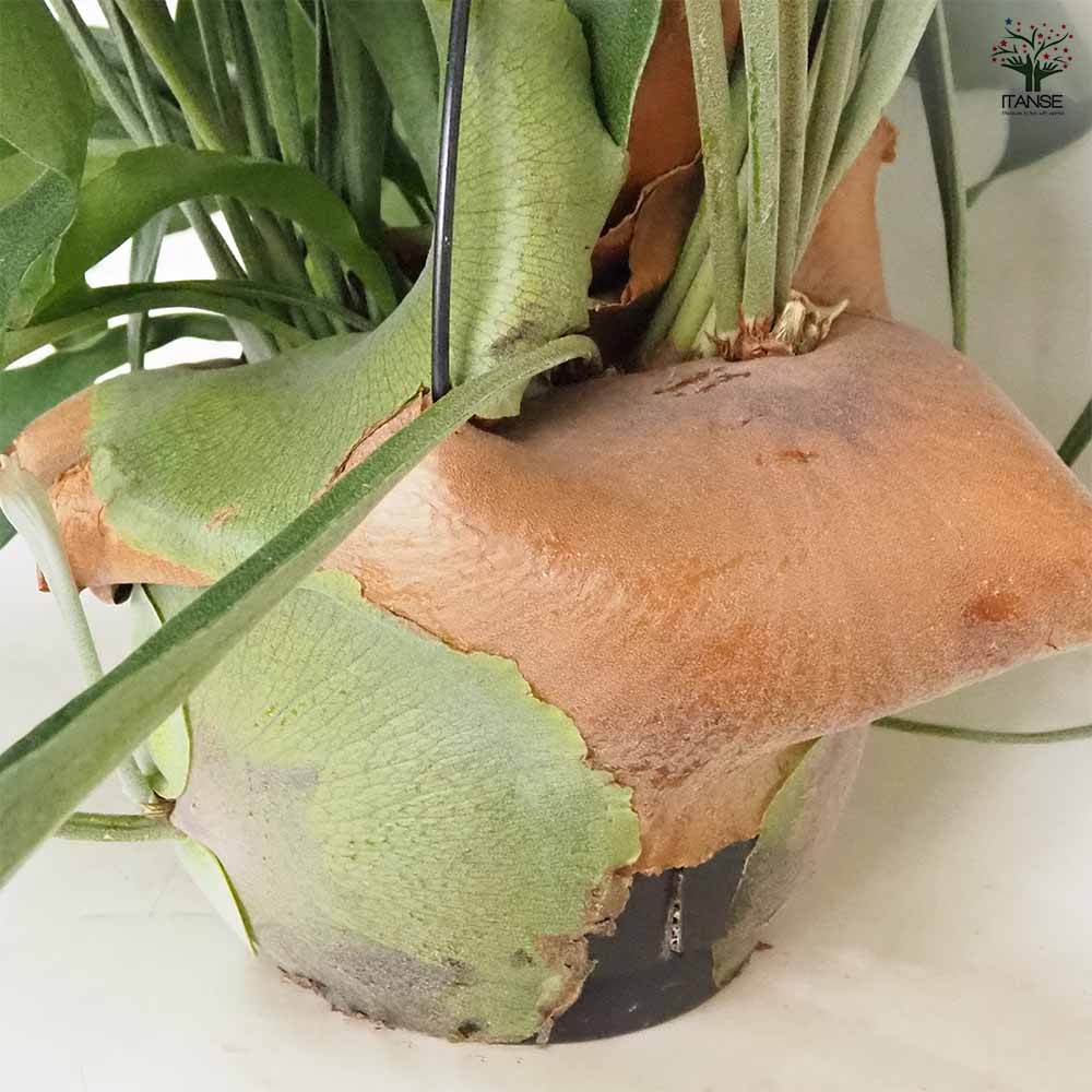 ビカクシダ(コウモリラン) ネザーランド 吊り 【観葉植物 7号/1個売り】