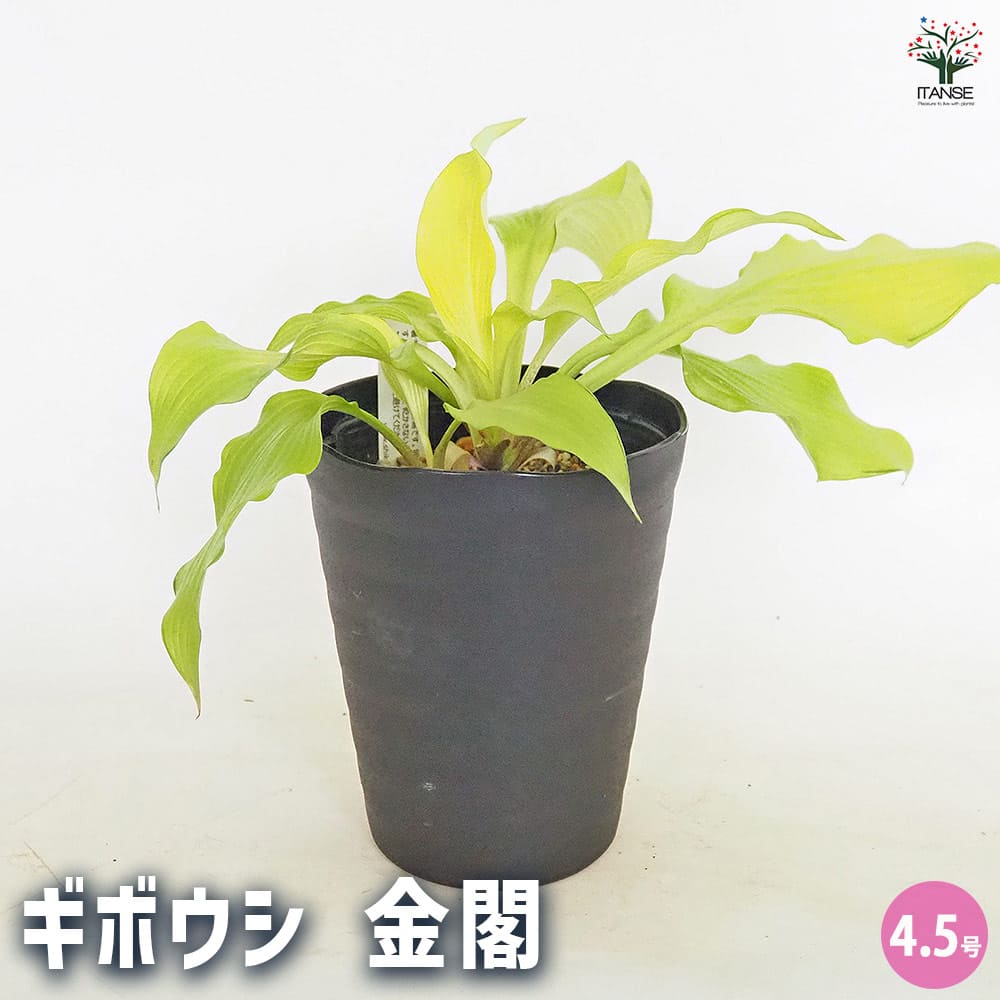 ホスタ(ギボウシ) 金閣 【花木苗 4.5号】