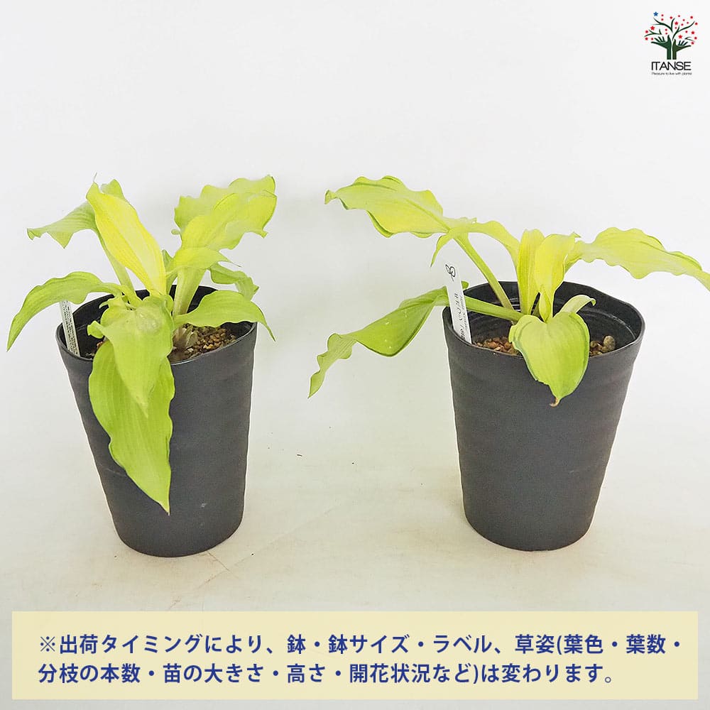 ホスタ(ギボウシ) 金閣 【花木苗 4.5号】