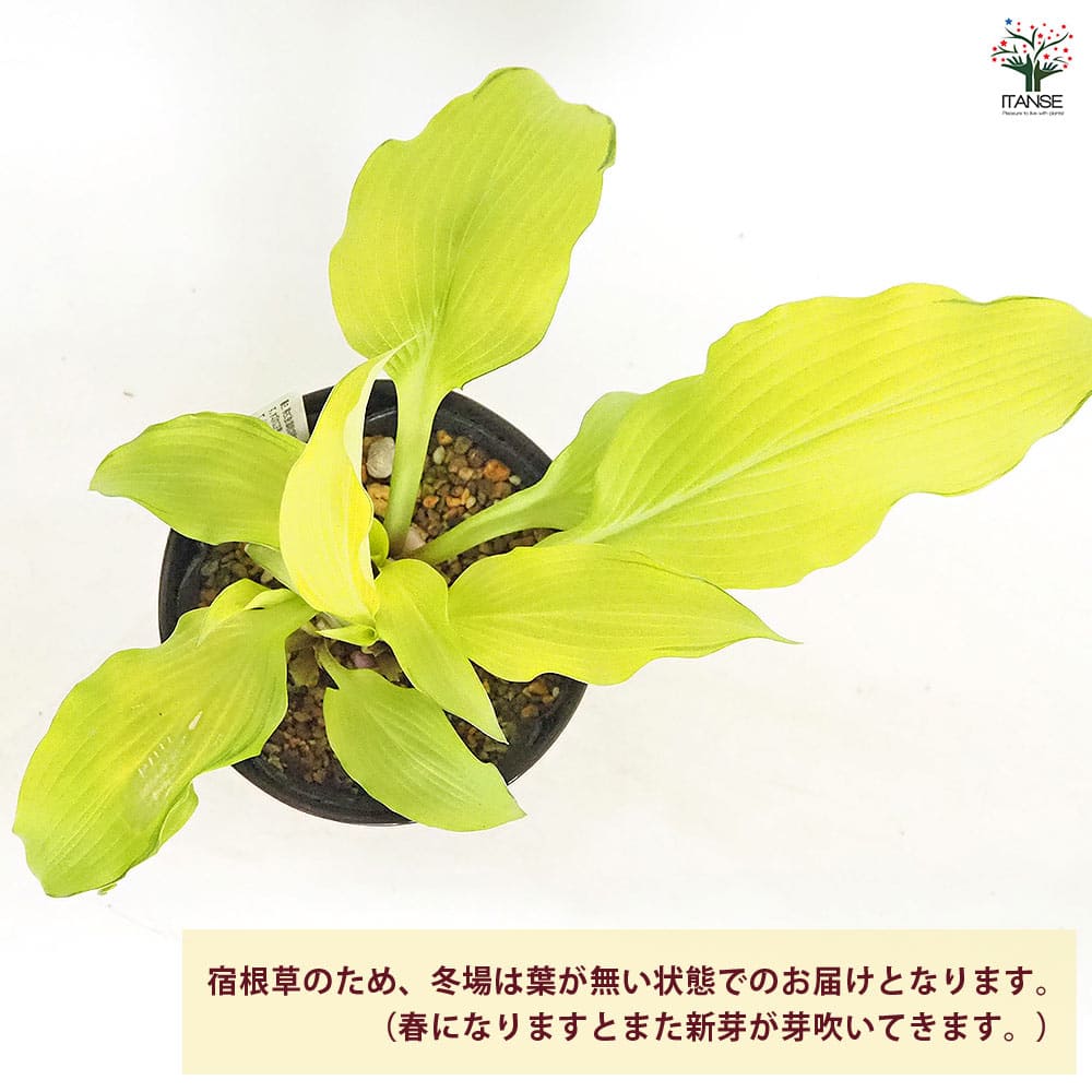 ホスタ(ギボウシ) 金閣 【花木苗 4.5号】