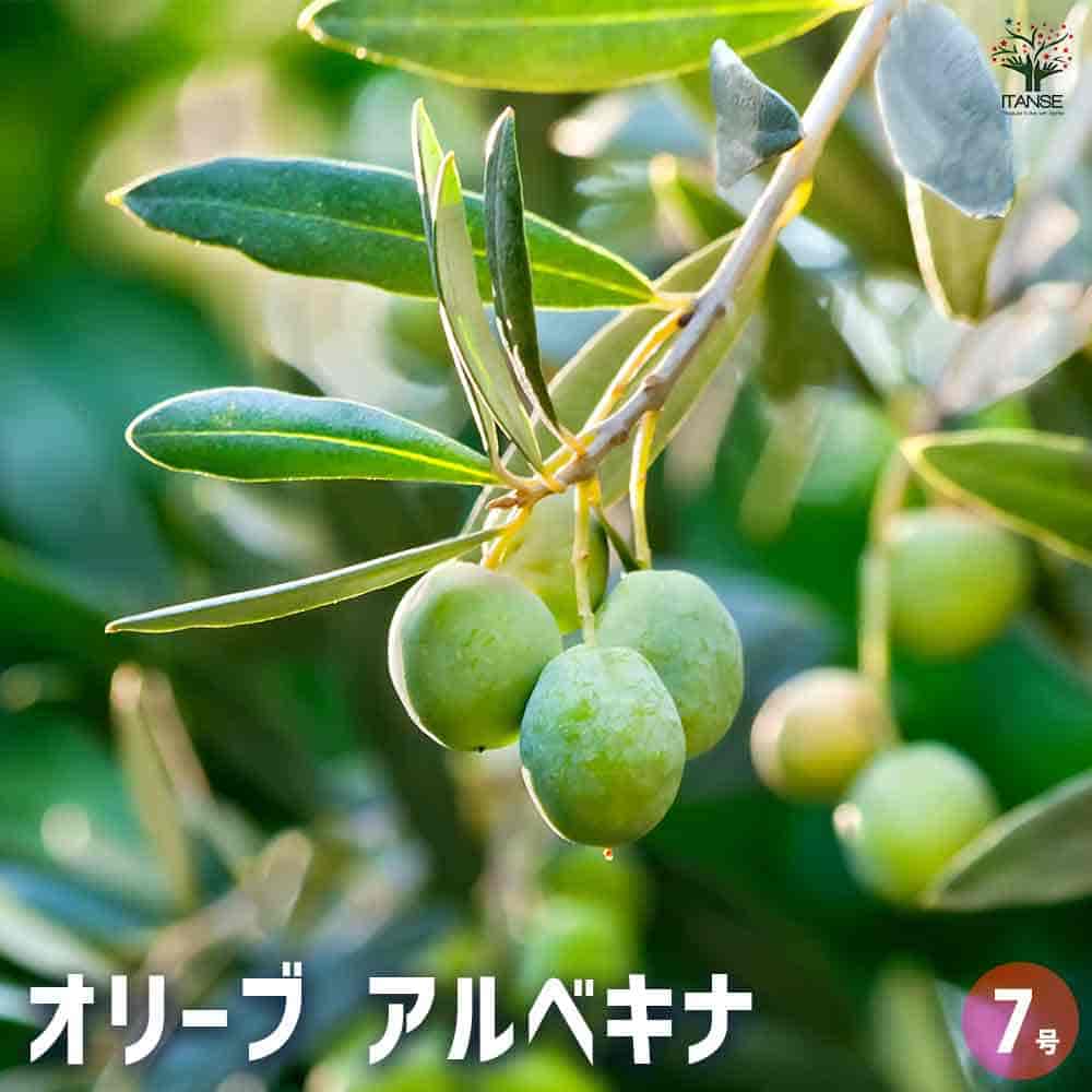 オリーブ アルベキナ 【果樹の苗木 7号／1個売り】｜ 【植物の