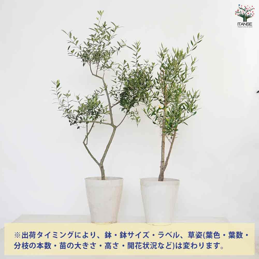 オリーブ アルベキナ 【果樹の苗木 7号／1個売り】｜ 【植物の