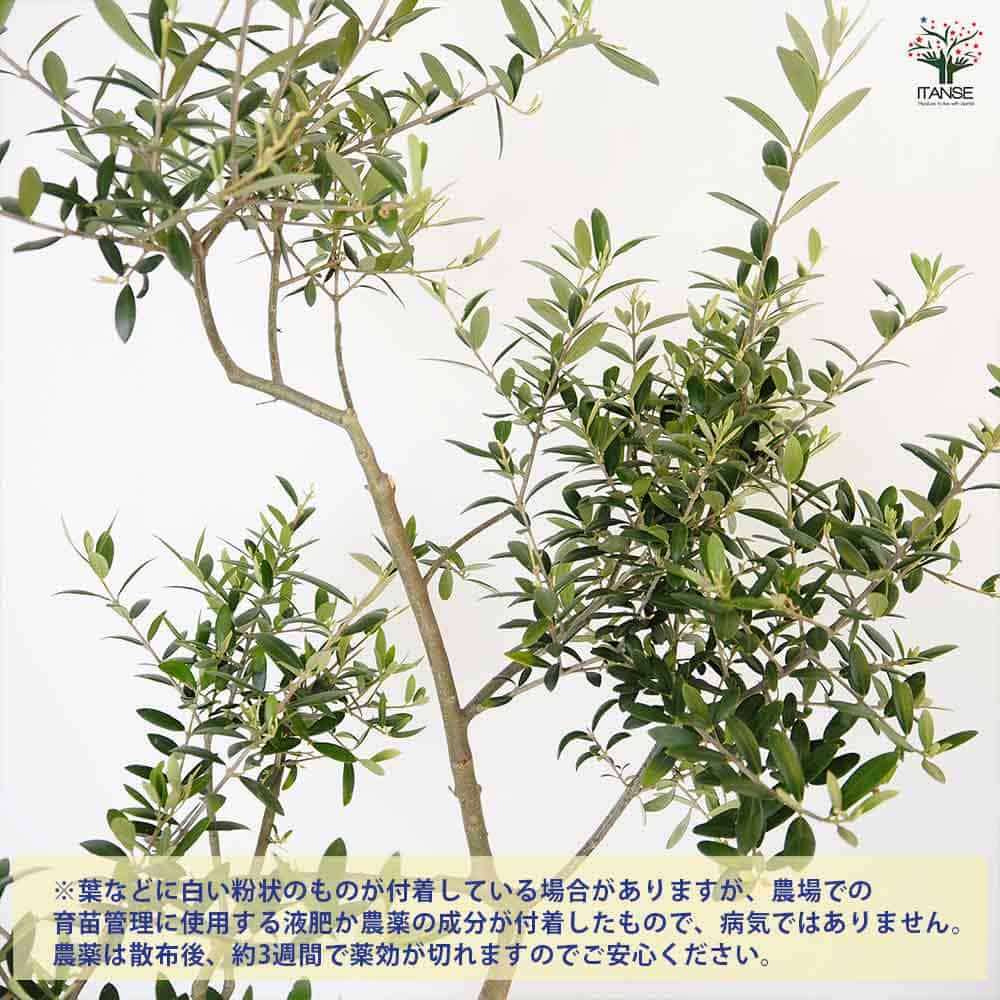 オリーブの木　アルベキナ 観葉植物 オリーブ 10号 アルベキーナ エコストーンGray 付き