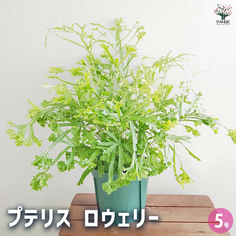 プテリス ロウェリー