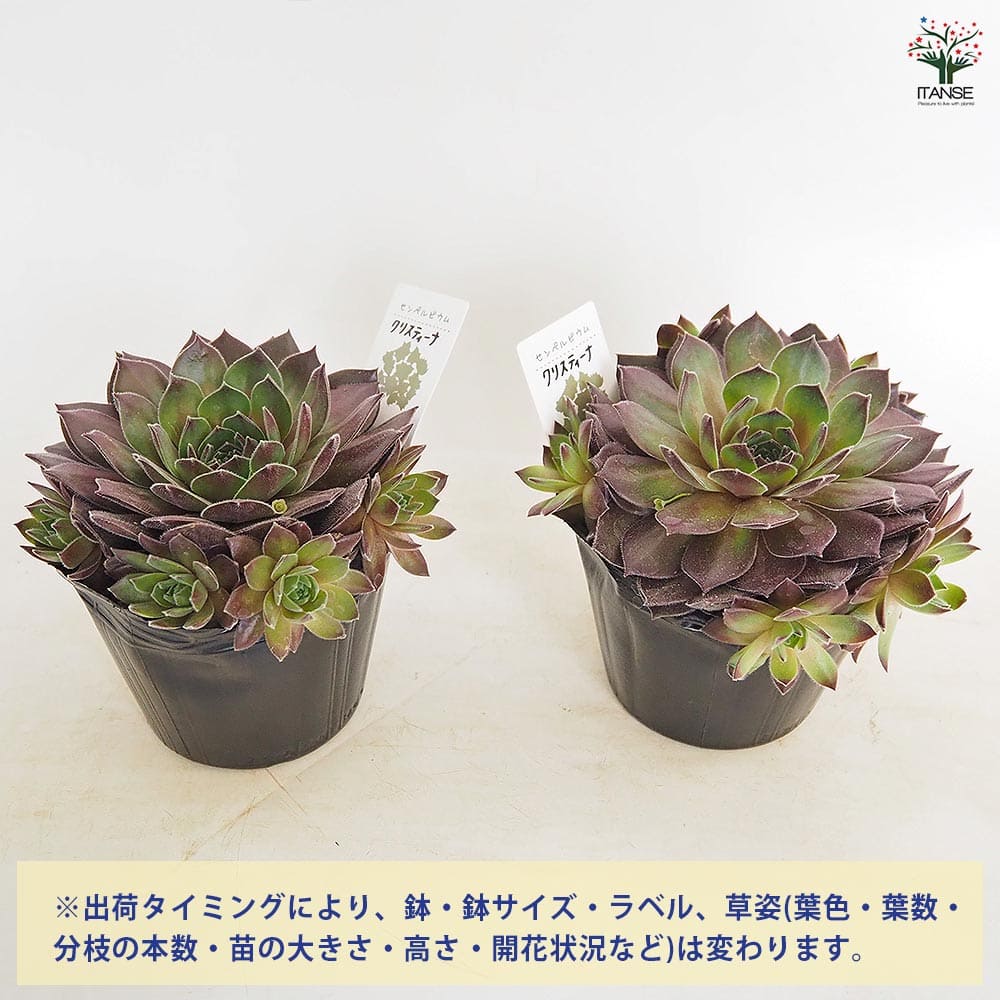 センペルビウム クリスティーナ 【多肉植物 4号／1個売り】｜ 【植物の