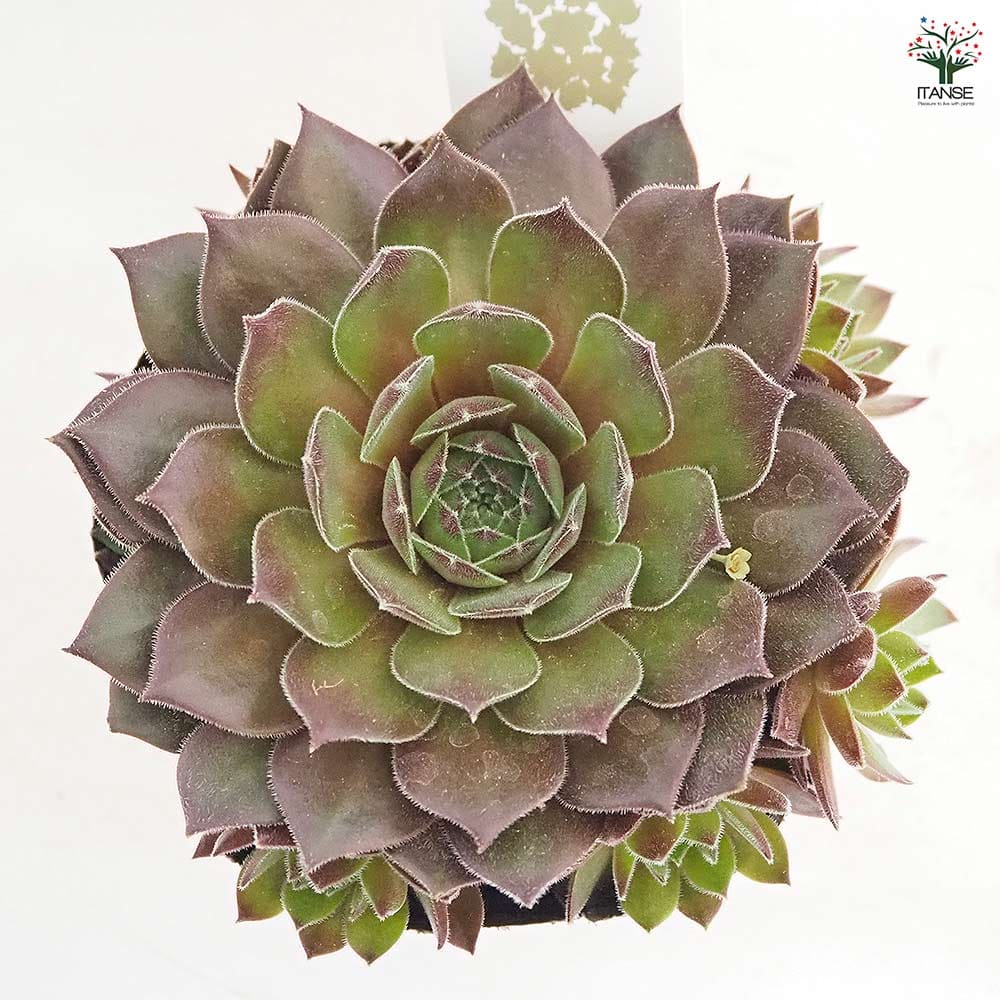 センペルビウム クリスティーナ 【多肉植物 4号／1個売り