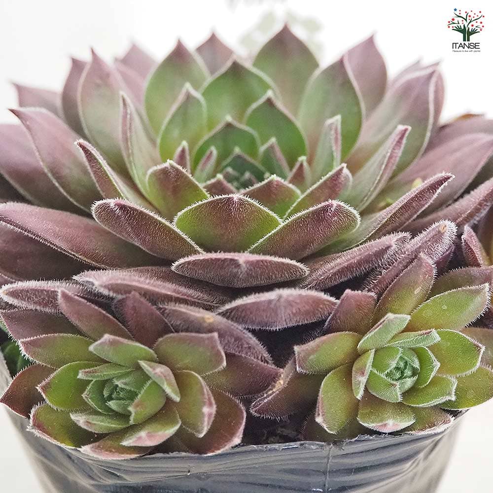 センペルビウム クリスティーナ 【多肉植物 4号／1個売り