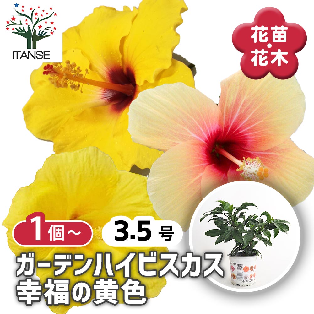 ガーデンハイビスカス 幸福の黄色 【花木苗 3.5号】｜ 【植物の