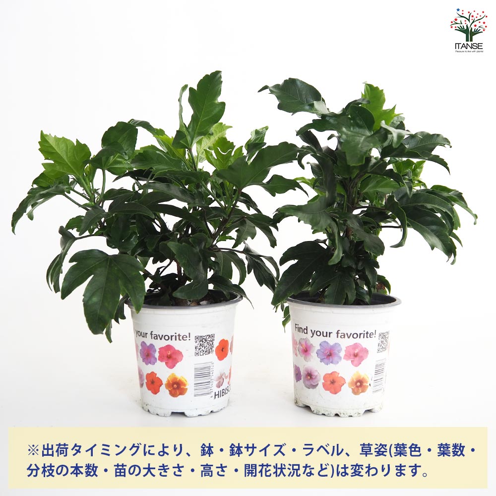 ガーデンハイビスカス 幸福の黄色 【花木苗 3.5号】｜ 【植物の