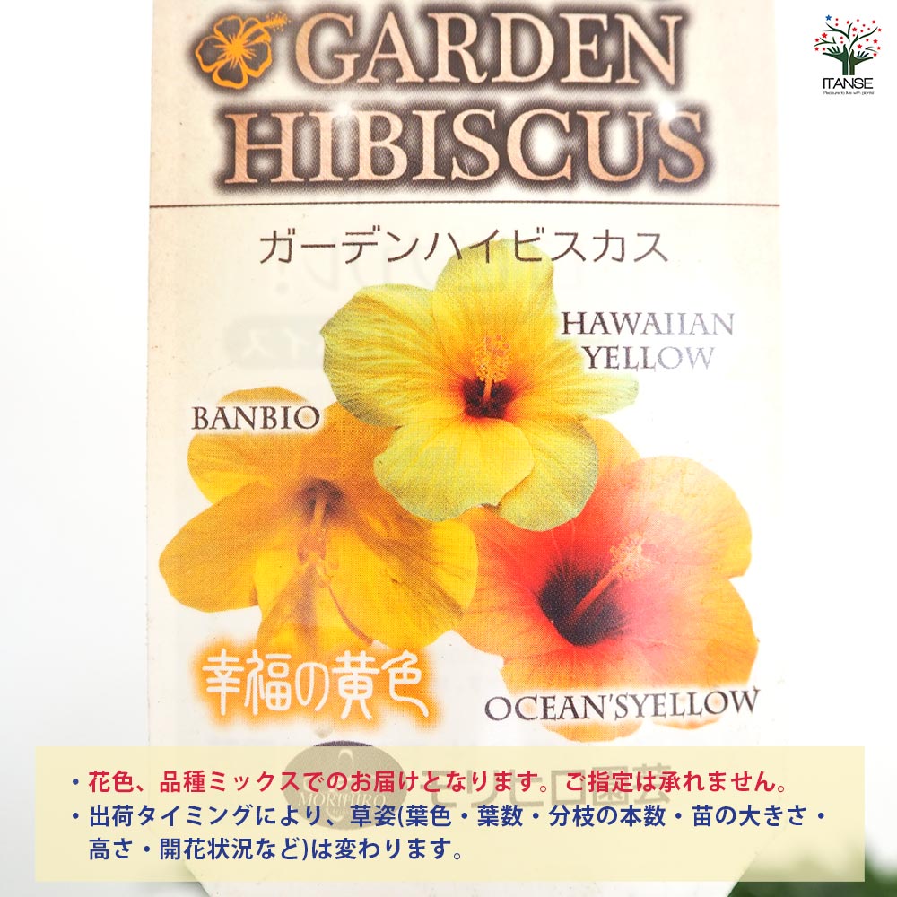 ガーデンハイビスカス 幸福の黄色 【花木苗 3.5号】｜ 【植物の