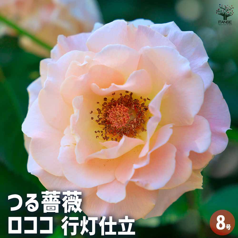 つる薔薇 ロココ 行灯仕立 【花木苗 8号／1個売り】｜ 【植物の