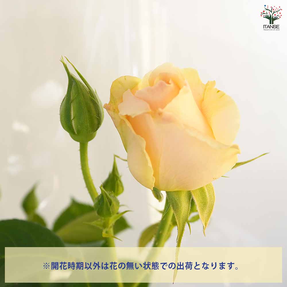 つる薔薇 ロココ 行灯仕立 【花木苗 8号／1個売り】｜ 【植物の