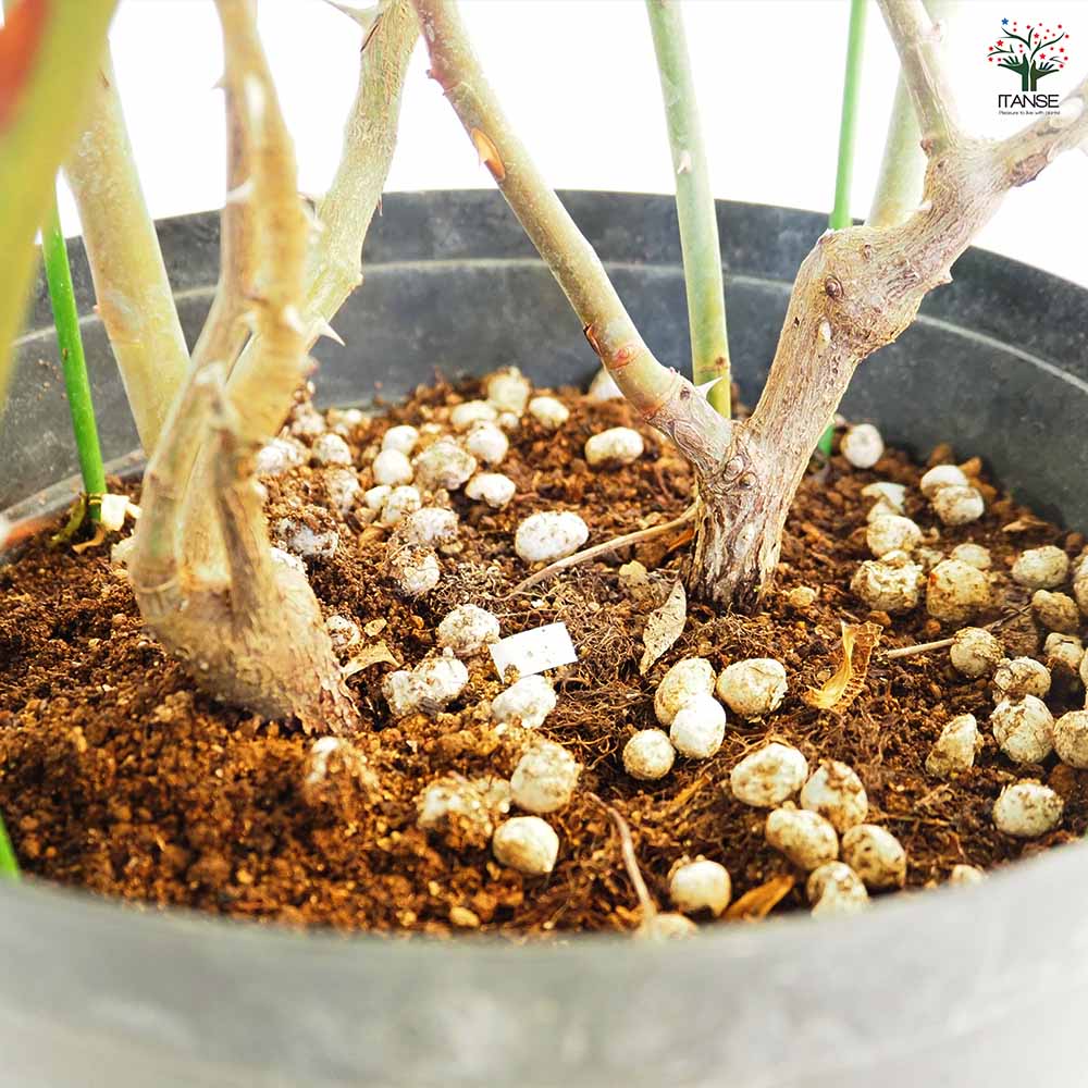 つる薔薇 ロココ 行灯仕立 【花木苗 8号／1個売り】｜ 【植物の