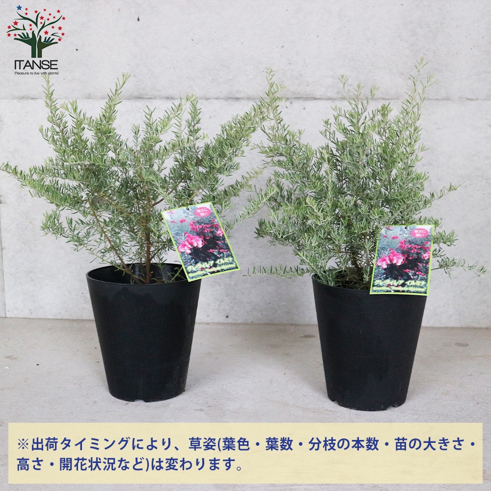 グレビレア・プーリンダ・イルミナ【庭木 6号鉢／1個売り】｜ 【植物の