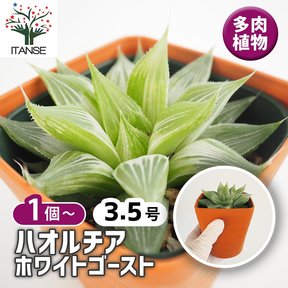 ハオルチア ホワイトゴースト 【多肉植物 3.5号】｜ 【植物の