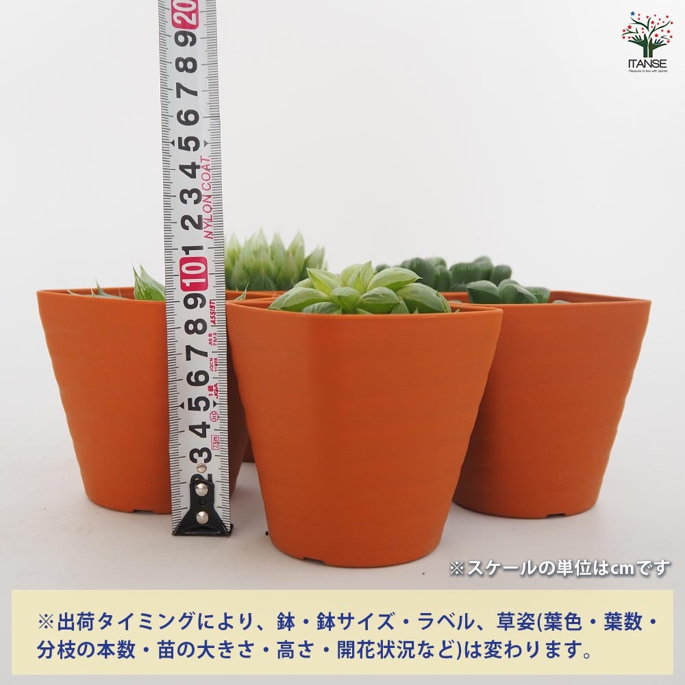 ハオルチア ホワイトゴースト 【多肉植物 3.5号】｜ 【植物の