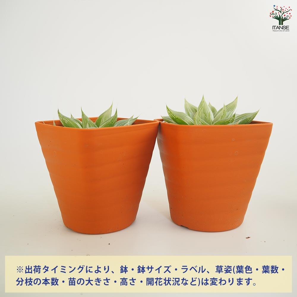ハオルチア 多肉植物 ゴースト ホワイトゴースト 植物の : 第四種可